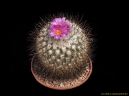 Gymnocactus viereckii v. reconditus 322